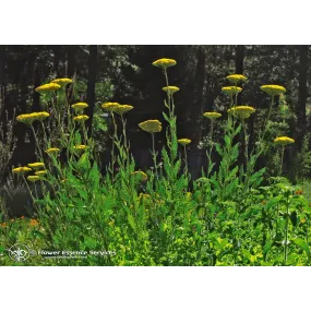 California Single Essence...