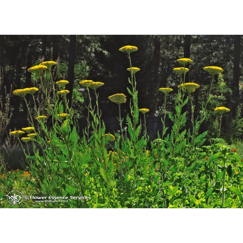 Essence unique californienne FES - Achillée millefeuille dorée (Achillea filipendulina) 7,4 ml