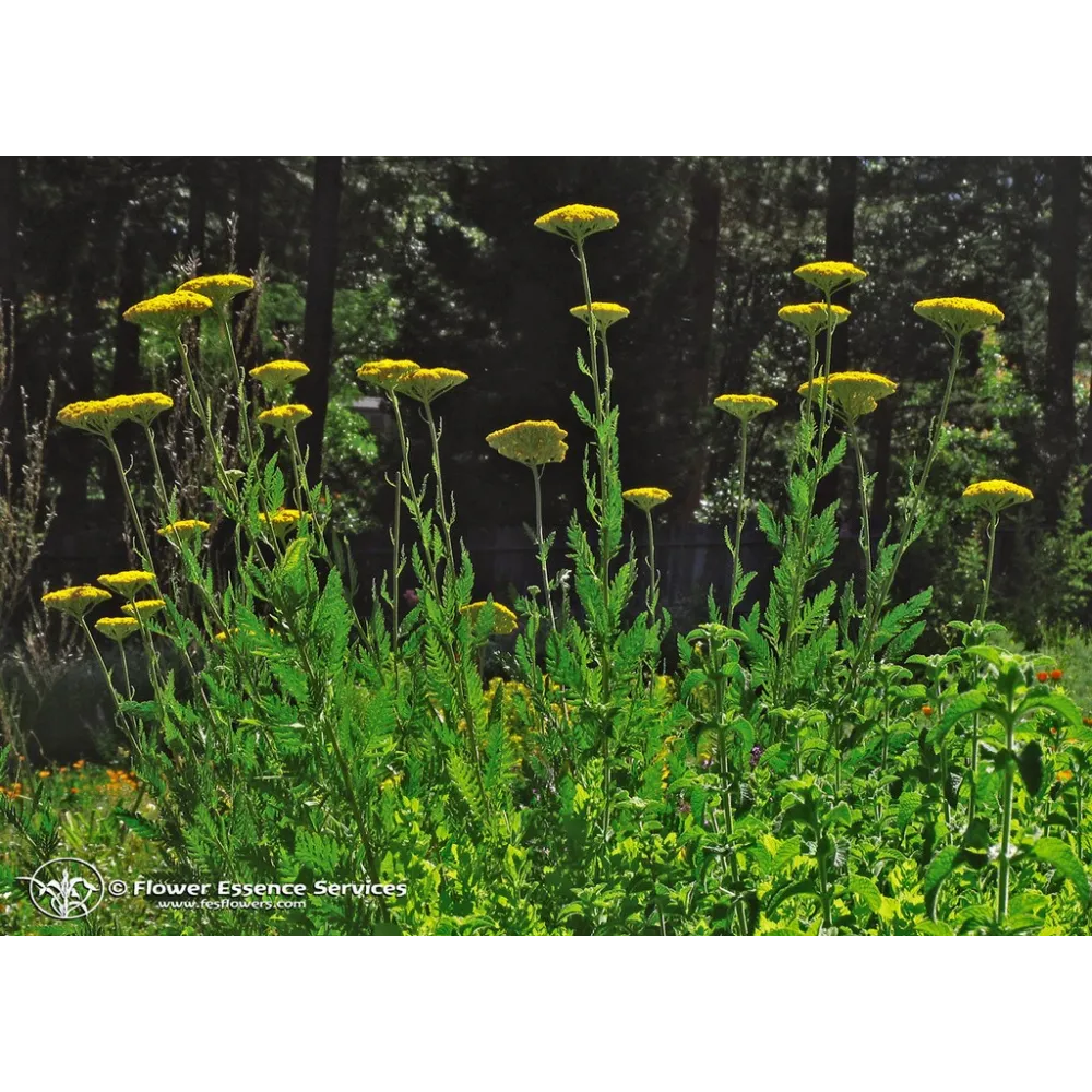 Essenza Singola Californiana FES - Golden Yarrow (Achillea filipendulina) 7,4 ml