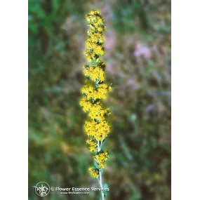 Esencia única de California...