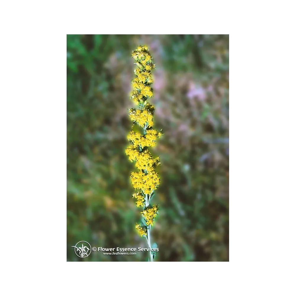 Californian Single Essence FES – Goldenrod