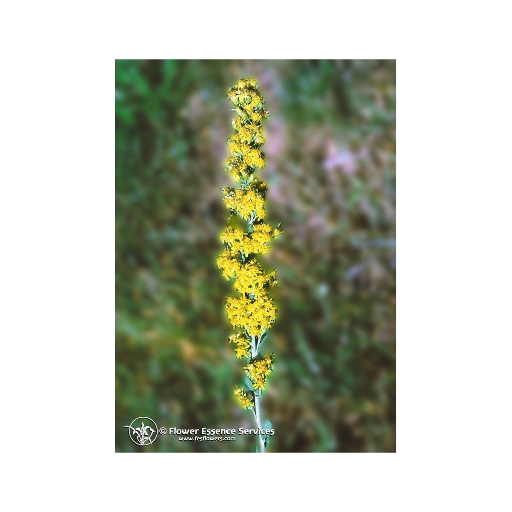 Essence Unique Californienne FES - Verge d'Or (Solidago californica) 7,4 ml