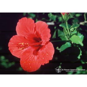 Essence unique californienne FES - Hibiscus (Hibiscus rosa-sinensis) 7,4 ml