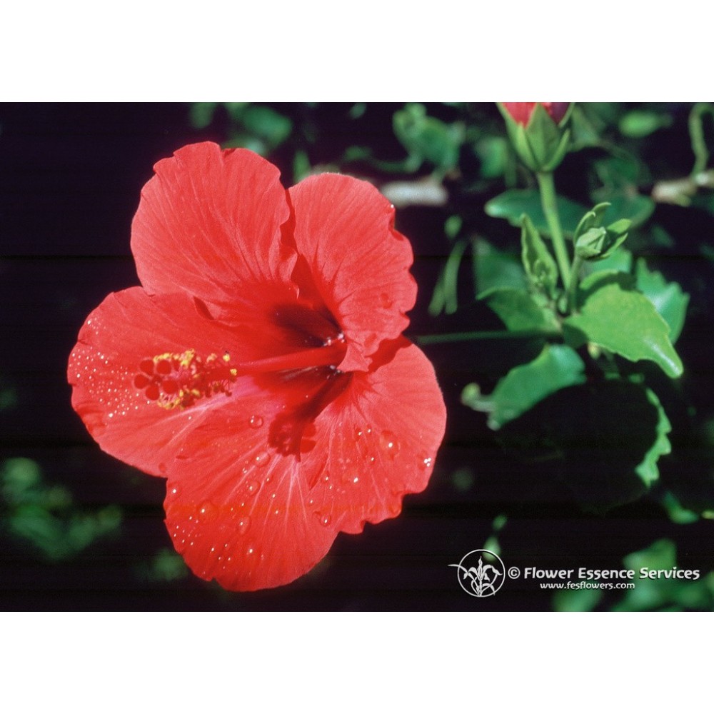 Esencia única californiana FES - Hibisco (Hibiscus rosa-sinensis) 7,4 ml