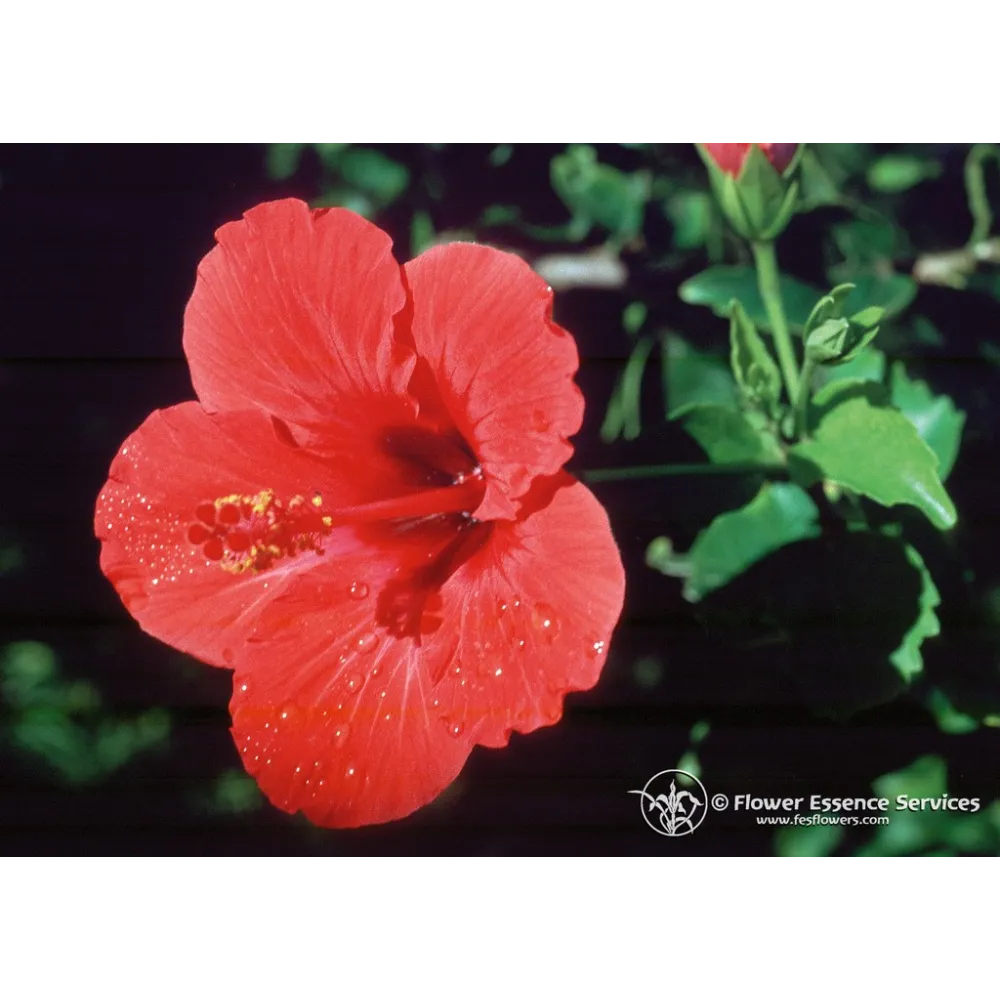 FES Californian Single Essence - Hibiscus (Hibiscus rosa-sinensis) 7.4 ml