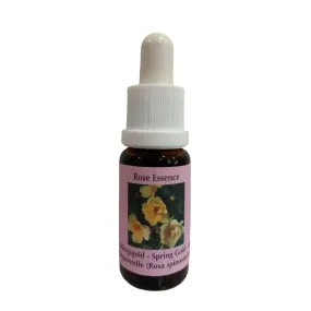 Or printanier (Rosa spinosissima) 15 ml