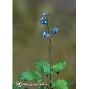 Esencia única de California...