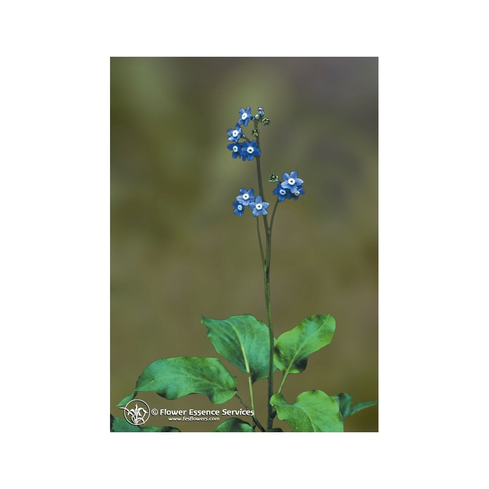 Essenza Singola Californiana FES - Hound's Tongue (Cynoglossum grande) 7,4 ml