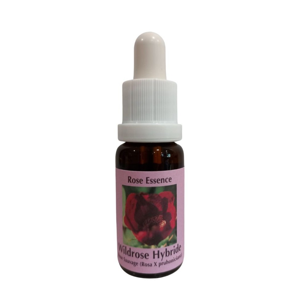 Hybride Wildrose (Rosa X pruhoniciana) 15 ml