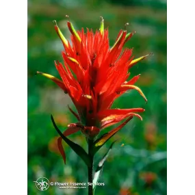 Esencia única californiana...