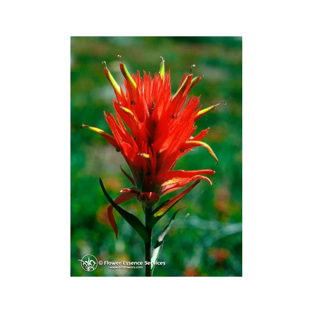 Single Californian Essence FES – Indian Paintbrush