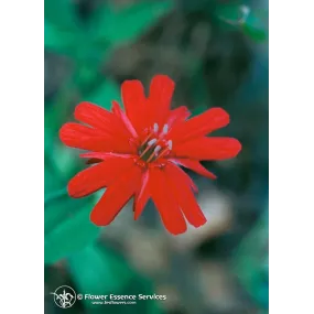 Essence unique...