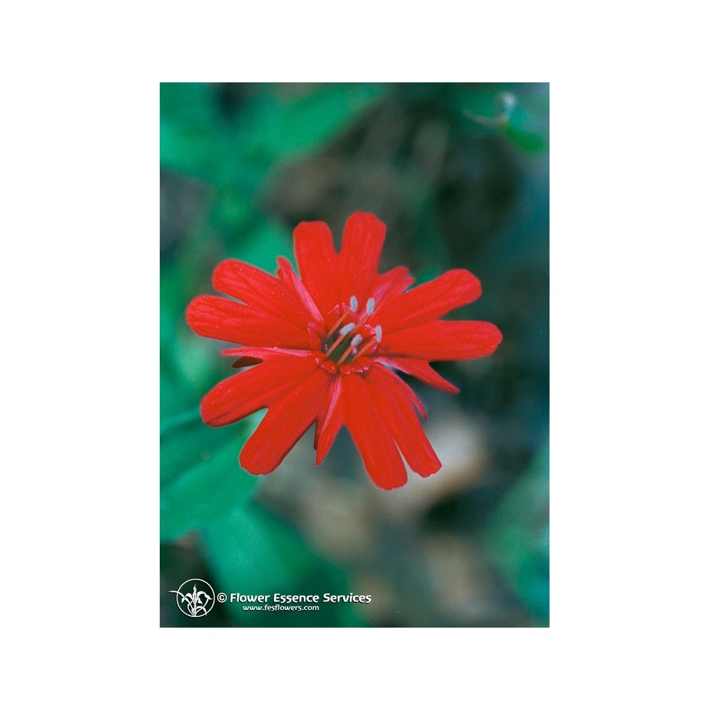 Essence unique californienne FES - Rose indien (Silene californica) 7,4 ml