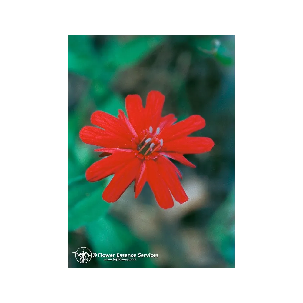 Essence unique californienne FES - Rose indien (Silene californica) 7,4 ml