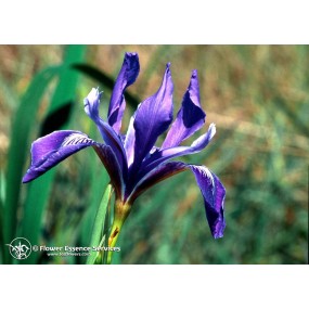 Essenza Singola Californiana FES - Iris (Iris douglasiana) 7,4 ml