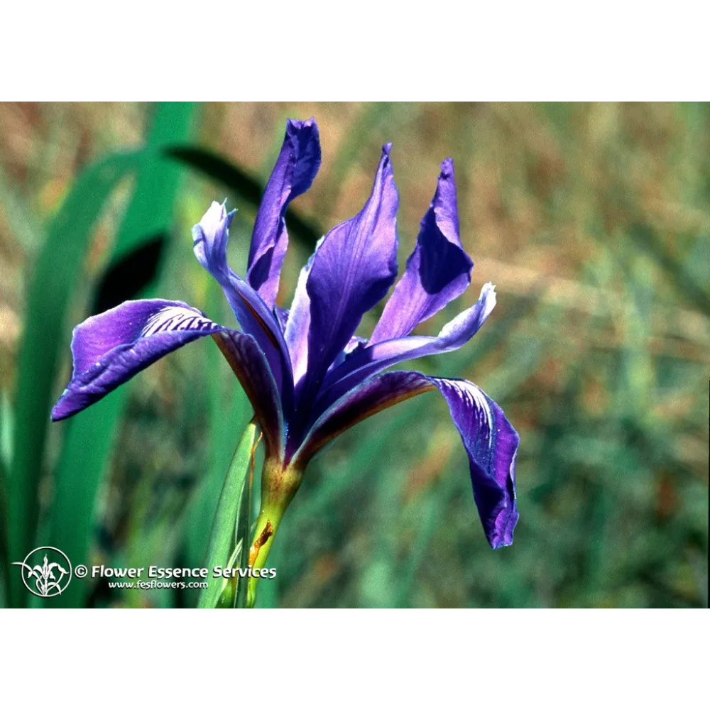 Californian Single Essence FES – Iris