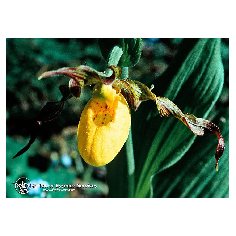 Esencia única californiana FES - Zapatilla de dama (Cypripedium parviflorum y Cypripedium reginae) 7,4 ml