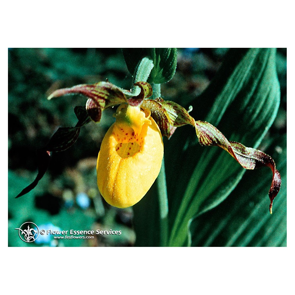 Essence unique californienne FES - Cypripède (Cypripedium parviflorum et Cypripedium reginae) 7,4 ml