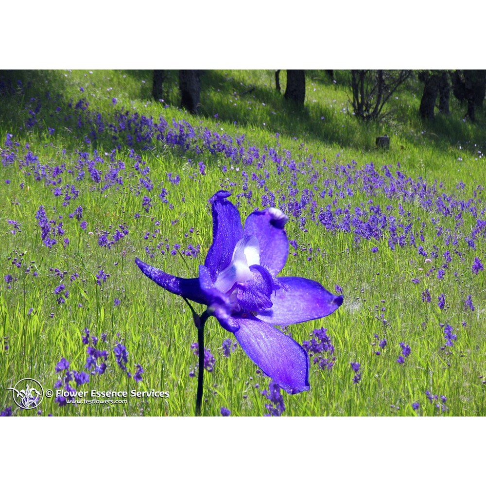 FES Californian Single Essence - Larkspur (Delphinium nuttallianum) 7.4 ml