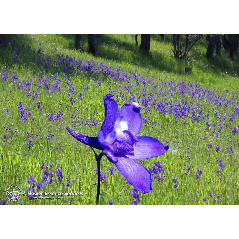 Essence californienne simple FES – Éperon d'alouette