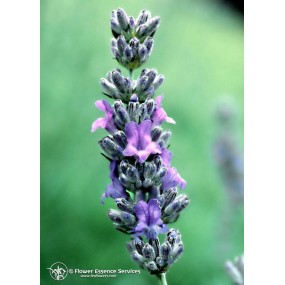 Essenza Singola Californiana FES - Lavander (Lavandula officinalis) 7,4 ml