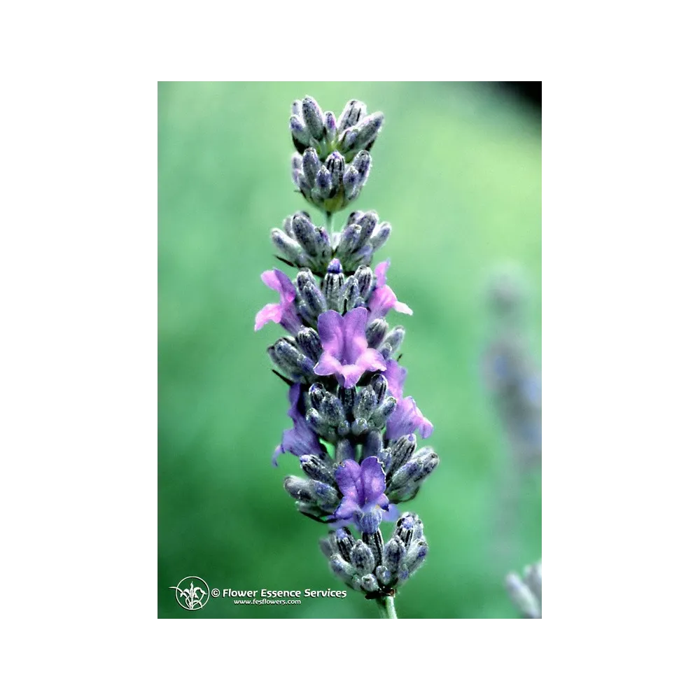 Esencia californiana única FES – Lavanda