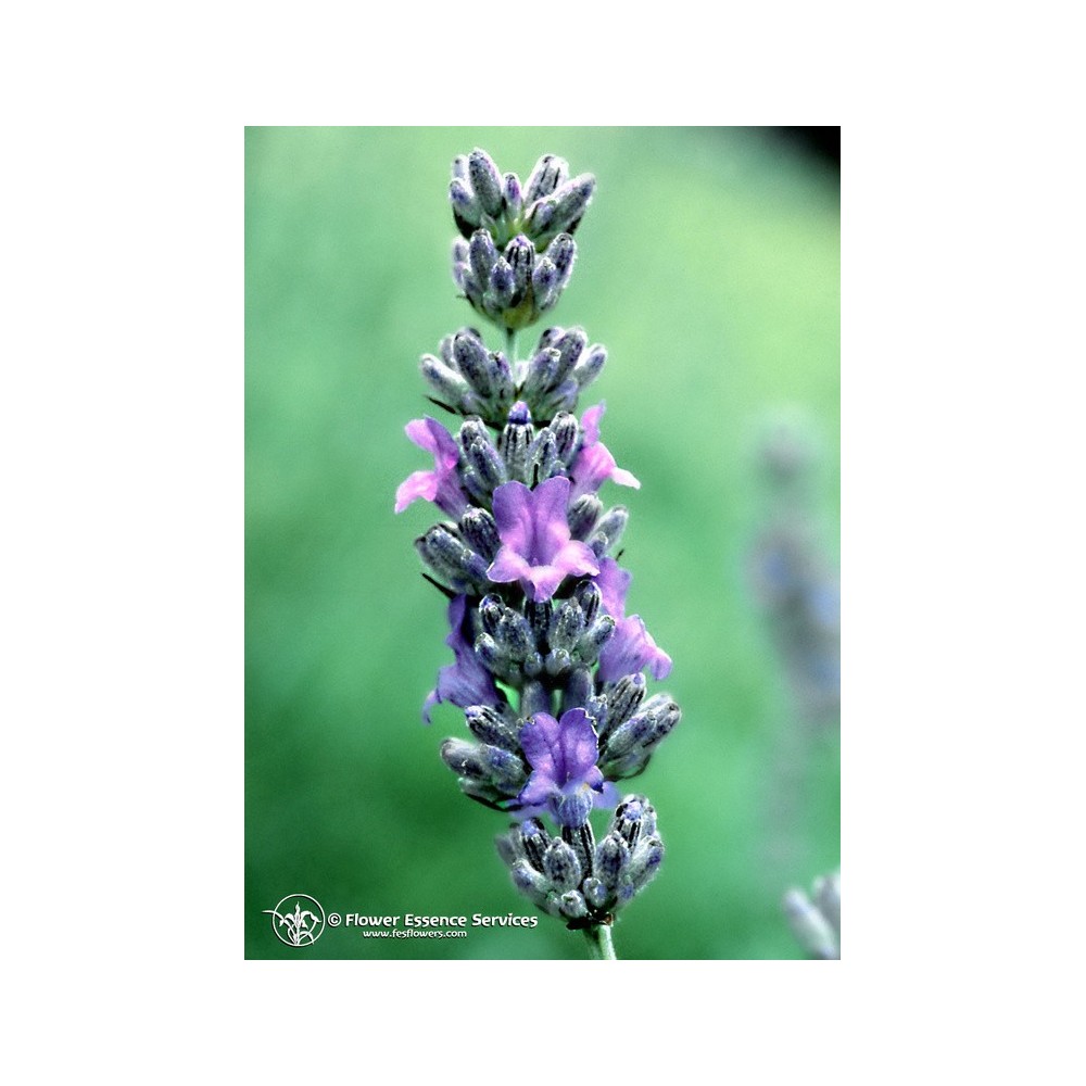 Essenza Singola Californiana FES - Lavander (Lavandula officinalis) 7,4 ml