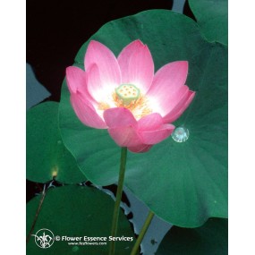 Californian Single Essence FES - Lotus (Nelumbo nucifera) 7,4 ml