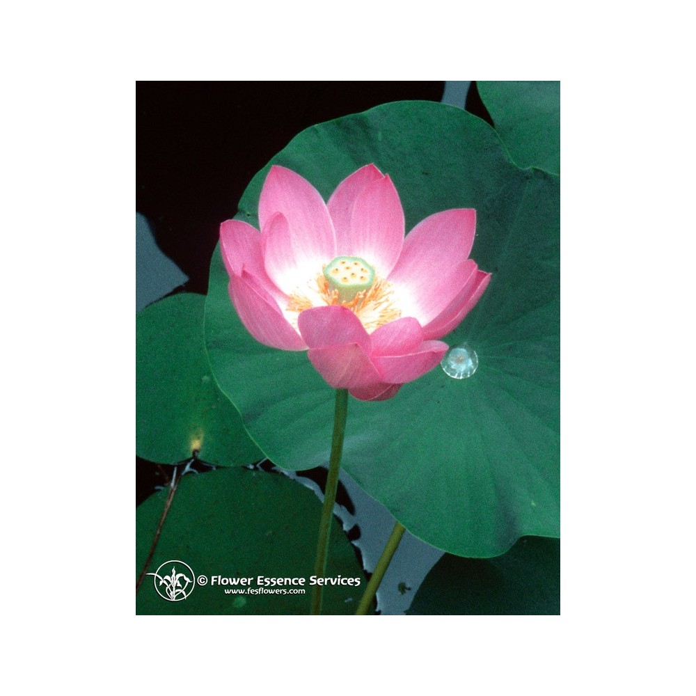 Essenza Singola Californiana FES - Lotus (Nelumbo nucifera) 7,4 ml