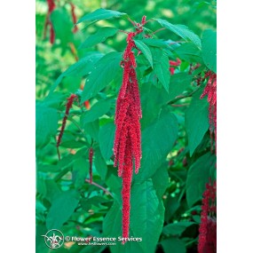 FES Californian Single Essence - Love Lies Bleeding (Amaranthus caudatus) 7.4 ml