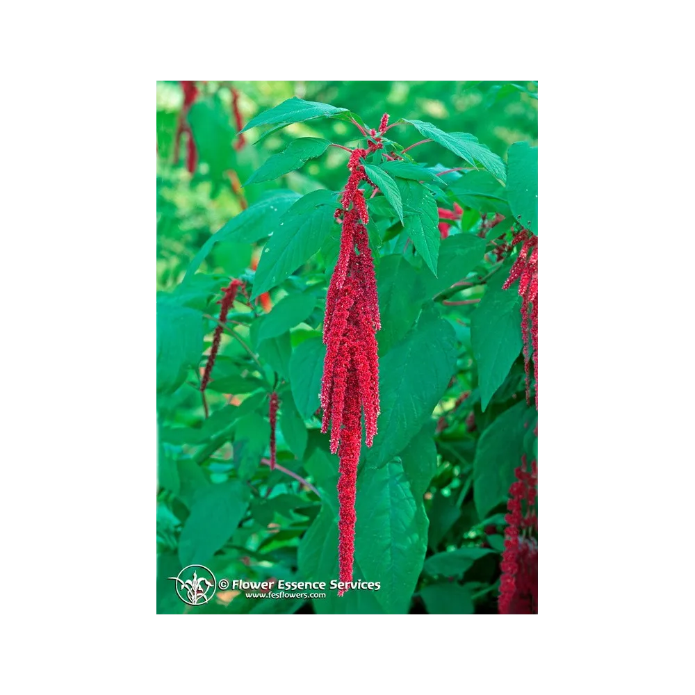 Essence unique californienne FES - Love Lies Bleeding (Amaranthus caudatus) 7,4 ml