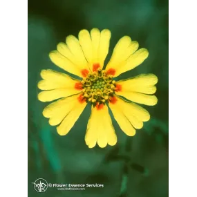 Kalifornisches Einzelessenz...