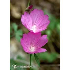 Esencia única californiana...