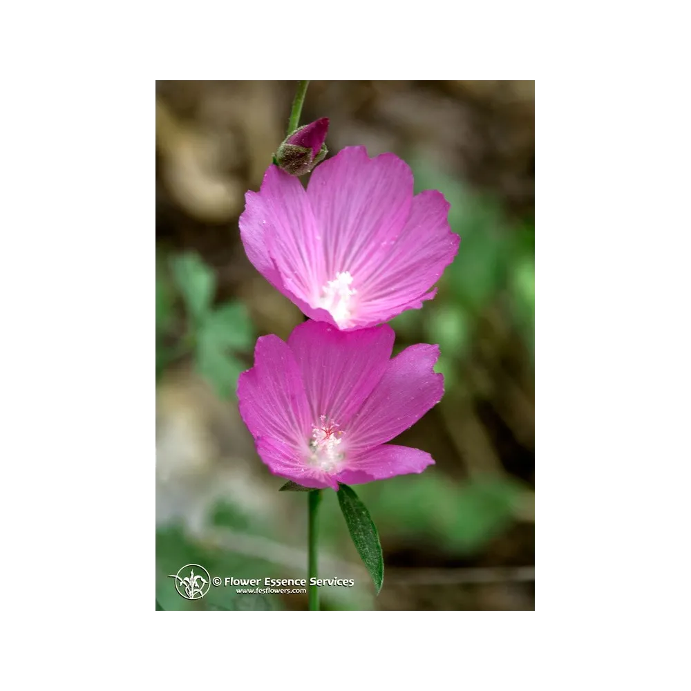 Esencia californiana única FES – Malva