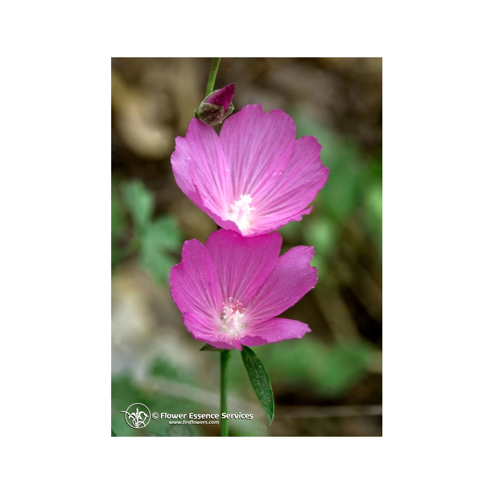 Esencia única californiana FES - Malva (Sidalcea glauscens) 7,4 ml