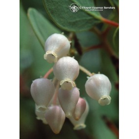 FES Californian Single Essence – Manzanita (Arctostaphylos viscida) 7,4 ml