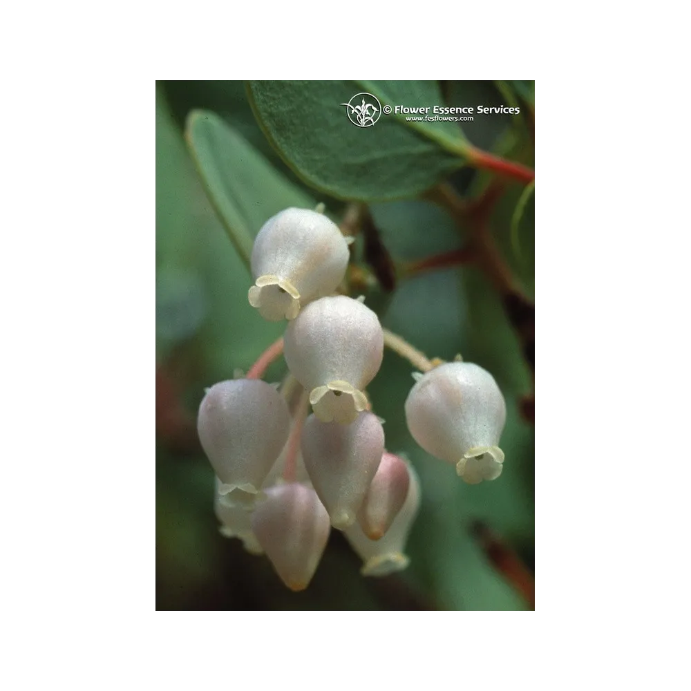 Californian Single Essence FES – Manzanita