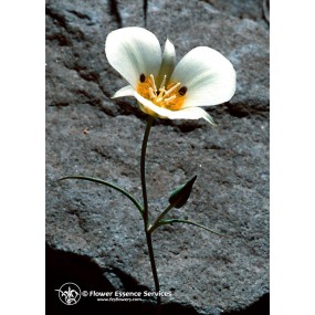 FES Californian Single Essence - Mariposa Lily (Calochortus leichtlinii) 7.4 ml