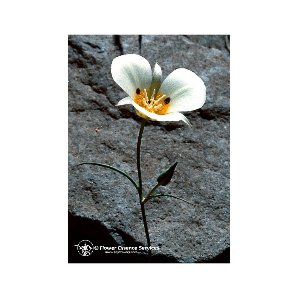 Essenza Singola Californiana FES - Mariposa Lily (Calochortus leichtlinii) 7,4 ml