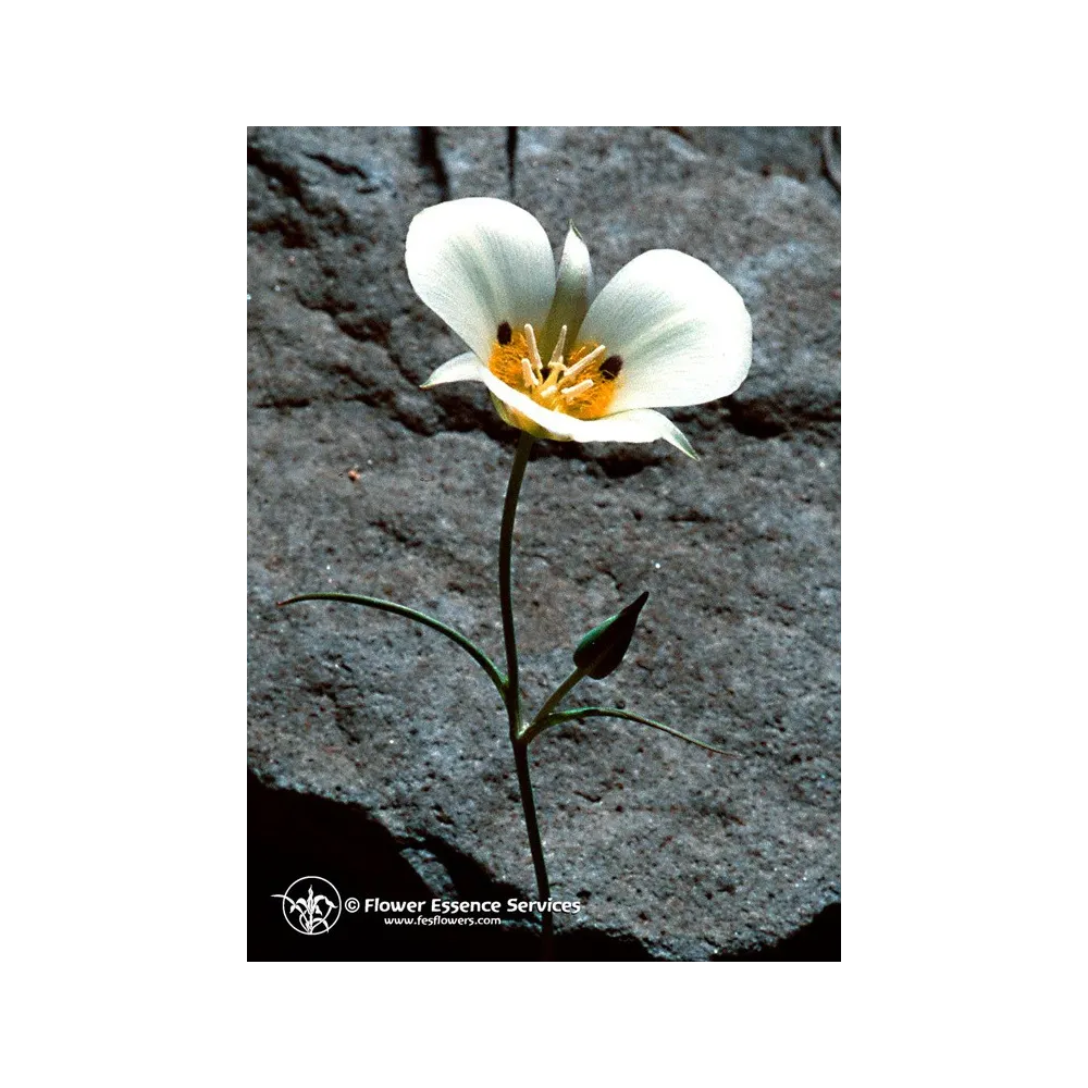FES Californian Single Essence - Mariposa Lily (Calochortus leichtlinii) 7.4 ml