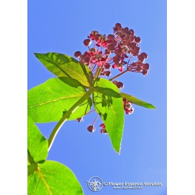 Essenza Singola Californiana FES - Milkweed (Asclepias cordifolia) 7,4 ml
