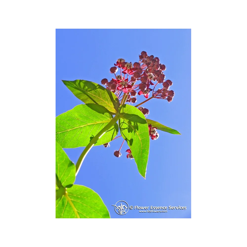 Californian Single Essence FES – Milkweed