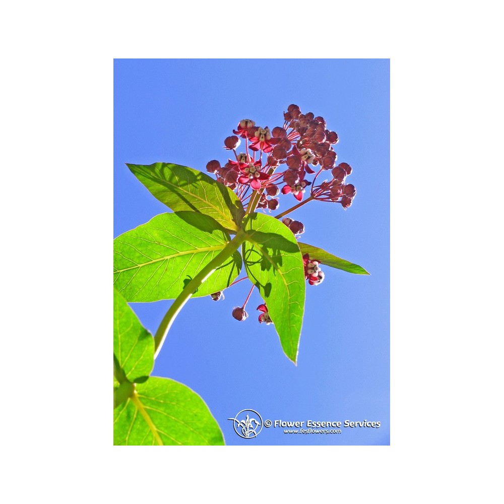 Essenza Singola Californiana FES - Milkweed (Asclepias cordifolia) 7,4 ml