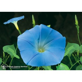 FES Californian Single Essence - Morning Glory (Ipomoea purpurea) 7.4 ml