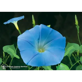 FES Essence unique...