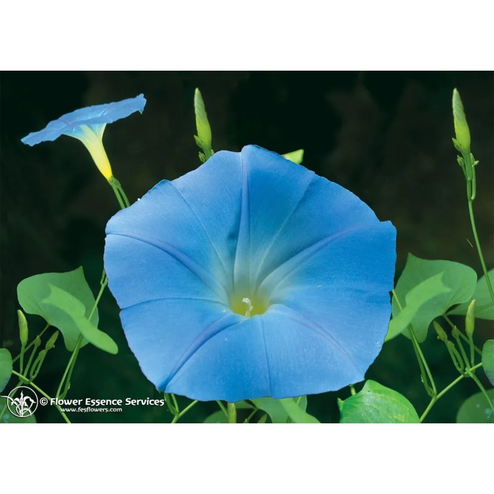 FES Californian Single Essence - Morning Glory (Ipomoea purpurea) 7.4 ml