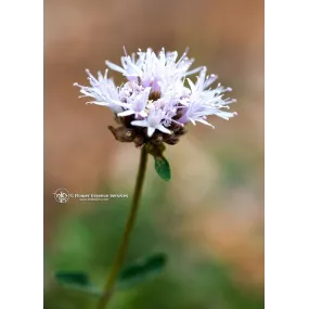 Essence unique...
