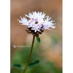 FES Californian Single Essence - Mountain Pennyroyal (Monardella odoratissima) 7.4 ml