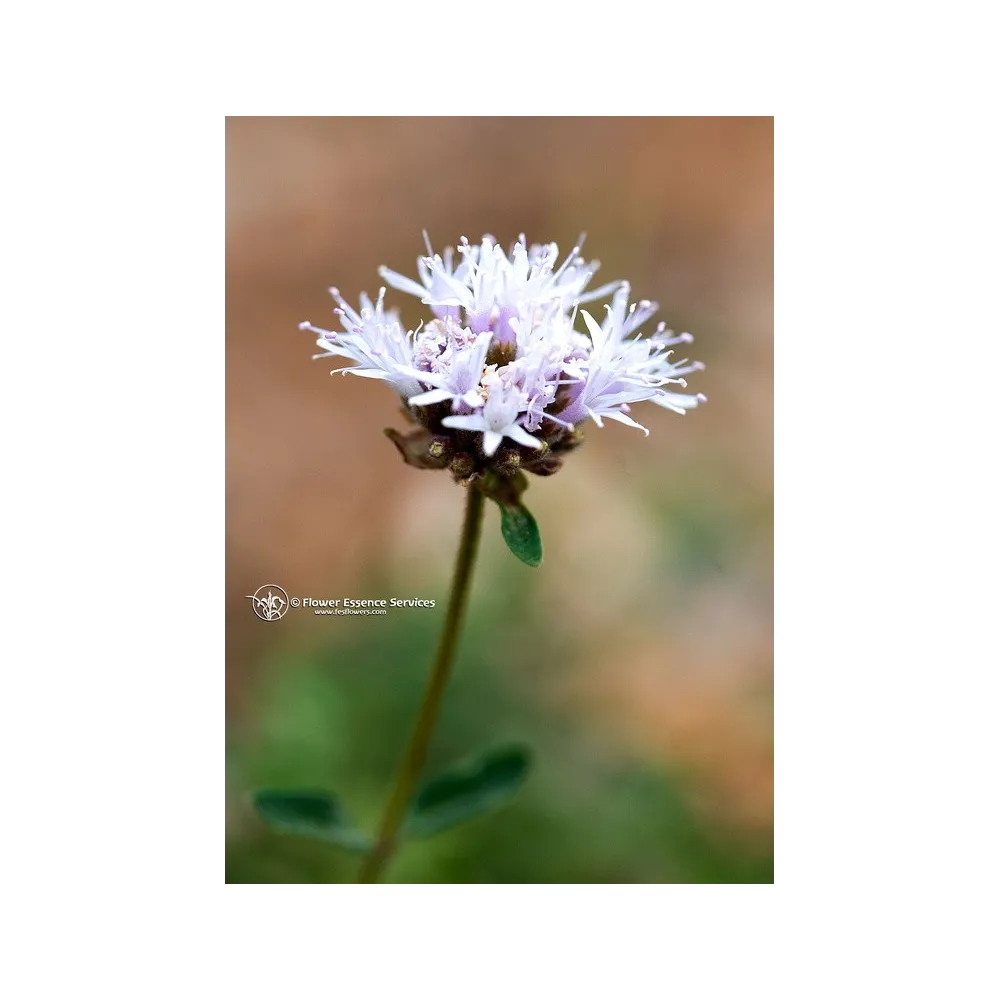 Esencia única californiana FES – Poleo de montaña