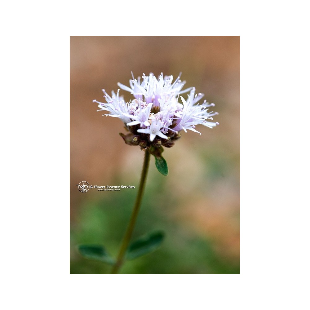 Essence unique californienne FES - Pennyroyal des montagnes (Monardella odoratissima) 7,4 ml